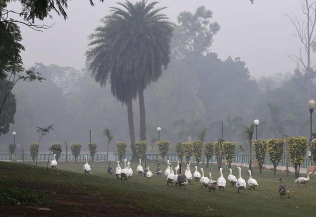 The toxic smog is not just affecting human beings but other living beings too (PTI)