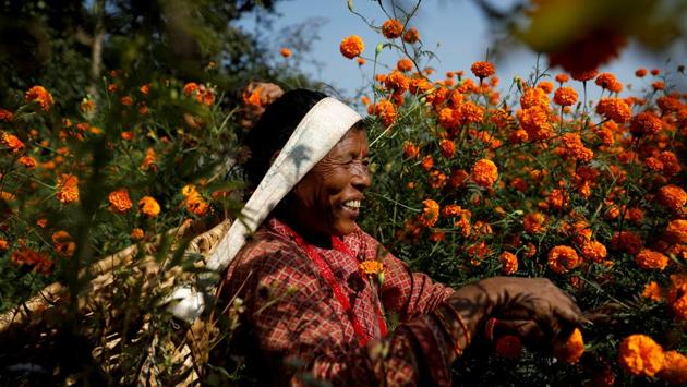 A woman picks marigold flowers, used to make garlands and offer prayers, before selling them to the market for the Tihar festival, in Kathmandu, Nepal. (Navesh Chitrakar / REUTERS) A woman picks marigold flowers, used to make garlands and offer prayers, before selling them to the market for the Tihar festival, in Kathmandu, Nepal. (Navesh Chitrakar / REUTERS)