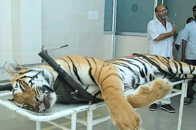 One of India's most high-profile tiger hunts in decades ended November 2, 2018, when the mother of two 10-month old cubs — known to hunters as T1 but Avni to wildlife lovers — was shot dead in the jungles of Maharashtra, after being suspected of becoming a man-eater.(AFP)