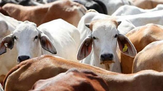 The BJP in its Telangana poll manifesto has proposed free distribution of one lakh cows every year.(PTI/Representative Image)