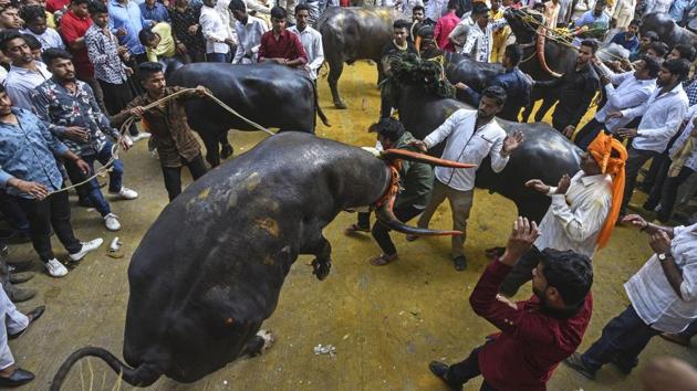 Men try to tame decorated buffaloes at Ganesh Peth, Dudh Bhatti during 'Sagar', an annual traditional celebration of the Gawli community in Pune, Maharashtra on the occasion of Bhai Beej. (Pratham Gokhale / HT Photo) Men try to tame decorated buffaloes at Ganesh Peth, Dudh Bhatti during 'Sagar', an annual traditional celebration of the Gawli community in Pune, Maharashtra on the occasion of Bhai Beej. (Pratham Gokhale / HT Photo)