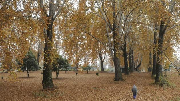 A person walk under shedding Chinar trees in the Nishat Mughal garden in Srinagar, Jammu and Kashmir. (Waseem Andrabi / HT Photo) A person walk under shedding Chinar trees in the Nishat Mughal garden in Srinagar, Jammu and Kashmir. (Waseem Andrabi / HT Photo)