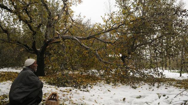A Kashmiri man inspects damage at an apple orchard damaged due to heavy snowfall in South Kashmir’s Pulwama district, Jammu and Kashmir. (Waseem Andrabi / HT Photo) A Kashmiri man inspects damage at an apple orchard damaged due to heavy snowfall in South Kashmir’s Pulwama district, Jammu and Kashmir. (Waseem Andrabi / HT Photo)