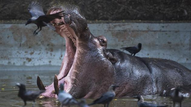 A Hippopotamus in Byculla zoo yawns while crows fly around him in Mumbai, Maharashtra. (Pratik Chorge / HT Photo) A Hippopotamus in Byculla zoo yawns while crows fly around him in Mumbai, Maharashtra. (Pratik Chorge / HT Photo)