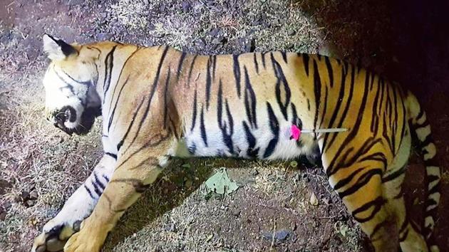 The dead body of the tiger known to hunters as T1 after being shot in the forests of Maharashtra state near Yavatmal. One of India's most high-profile tiger hunts in decades ended November 2 when the mother of two 10-month old cubs -- known to hunters as T1 but Avni to wildlife lovers -- was shot dead. (Maharashtra Forest Department Handout via AFP) The dead body of the tiger known to hunters as T1 after being shot in the forests of Maharashtra state near Yavatmal. One of India's most high-profile tiger hunts in decades ended November 2 when the mother of two 10-month old cubs -- known to hunters as T1 but Avni to wildlife lovers -- was shot dead. (Maharashtra Forest Department Handout via AFP)