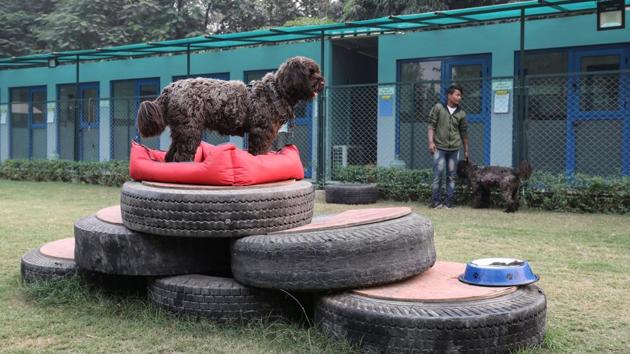 Among other guests are two Portuguese water dogs from the Dutch embassy, Snickers who is seen standing on rubber tyres and his brother Peanut in the background. A trio of dogs owned by Japanese diplomats are here as well. (Anushree Fadnavis / REUTERS) Among other guests are two Portuguese water dogs from the Dutch embassy, Snickers who is seen standing on rubber tyres and his brother Peanut in the background. A trio of dogs owned by Japanese diplomats are here as well. (Anushree Fadnavis / REUTERS)