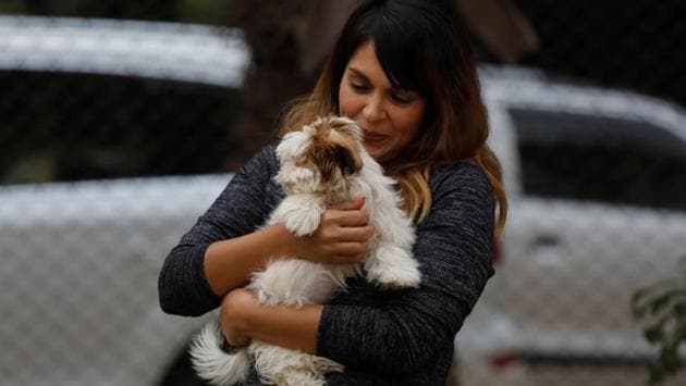 Vidushi Agarwal, marketing and communications head of TopDog, pets a dog named Donny, a Shih Tzu breed. The canine guests - many owned by politicians, diplomats and business figures, the resort says - have had their outdoor time reduced during the bad-air days of Diwali. “We don’t want them out smelling the air for more than 45 minutes,” Kari said. (Anushree Fadnavis / REUTERS) Vidushi Agarwal, marketing and communications head of TopDog, pets a dog named Donny, a Shih Tzu breed. The canine guests - many owned by politicians, diplomats and business figures, the resort says - have had their outdoor time reduced during the bad-air days of Diwali. “We don’t want them out smelling the air for more than 45 minutes,” Kari said. (Anushree Fadnavis / REUTERS)