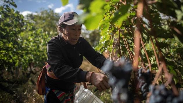 A farmer harvests grapes at the Ao Yun vineyards. While wine consumption is soaring in China, it is not known as a major producer, but French luxury giant Moet Hennessy has bet on this remote location to show the Asian country can produce a first-class bottle of red. It took four years for the company to find the ideal spot and the result was Ao Yun, Chinese for “flying above the clouds”, which debuted in 2013. (Fred Dufour / AFP) A farmer harvests grapes at the Ao Yun vineyards. While wine consumption is soaring in China, it is not known as a major producer, but French luxury giant Moet Hennessy has bet on this remote location to show the Asian country can produce a first-class bottle of red. It took four years for the company to find the ideal spot and the result was Ao Yun, Chinese for “flying above the clouds”, which debuted in 2013. (Fred Dufour / AFP)