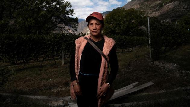 A farmer poses during the harvest at the Ao Yun vineyards. These vineyards are situated in the middle of the Mekong, Yangtze and Salween rivers, a unique location which boasts moderate temperatures all year round so the vines do not need to be buried to prevent them from freezing in the winter. (Fred Dufour / AFP) A farmer poses during the harvest at the Ao Yun vineyards. These vineyards are situated in the middle of the Mekong, Yangtze and Salween rivers, a unique location which boasts moderate temperatures all year round so the vines do not need to be buried to prevent them from freezing in the winter. (Fred Dufour / AFP)