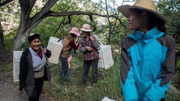 Farmers prepare for the harvest at the Ao Yun vineyards. The property is divided into more than 300 small parcels spread over 28 hectares and grapes are harvested by hand, requiring four times more work hours on average than the biggest vineyards in the world. (Fred Dufour / AFP) Farmers prepare for the harvest at the Ao Yun vineyards. The property is divided into more than 300 small parcels spread over 28 hectares and grapes are harvested by hand, requiring four times more work hours on average than the biggest vineyards in the world. (Fred Dufour / AFP)