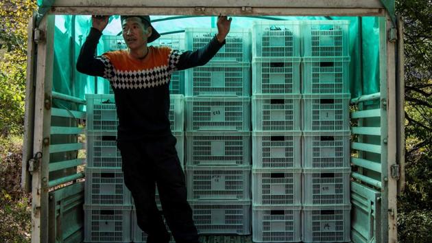 A farmer waits to load crates of harvested grapes. “The Chinese are very creative and they are not afraid of change and that’s extraordinary because you can be the most creative in the world, but if you are afraid of change there is no creativity,” the viniculturist said. China’s appetite for wine has matured over the last 10 years, led by its burgeoning middle class. The country is set to become the world’s second largest wine consumer by 2021. (Fred Dufour / AFP) A farmer waits to load crates of harvested grapes. “The Chinese are very creative and they are not afraid of change and that’s extraordinary because you can be the most creative in the world, but if you are afraid of change there is no creativity,” the viniculturist said. China’s appetite for wine has matured over the last 10 years, led by its burgeoning middle class. The country is set to become the world’s second largest wine consumer by 2021. (Fred Dufour / AFP)