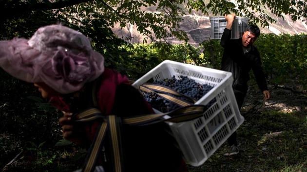 China’s wine market was worth $71 billion in 2017 and is expected to grow 27% in the next five years to nearly $91 billion, according to research group Euromonitor. However, Chinese consumers are turning their noses up at local wines, as imported wine consumption grew over 17% year on year in 2017 while domestic wine sales plummeted for the fifth consecutive year. Dulou is determined to change the prejudice attached to the term ‘Made in China.’ (Fred Dufour / AFP) China’s wine market was worth $71 billion in 2017 and is expected to grow 27% in the next five years to nearly $91 billion, according to research group Euromonitor. However, Chinese consumers are turning their noses up at local wines, as imported wine consumption grew over 17% year on year in 2017 while domestic wine sales plummeted for the fifth consecutive year. Dulou is determined to change the prejudice attached to the term ‘Made in China.’ (Fred Dufour / AFP)