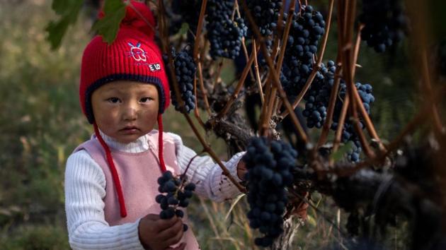 A child stands besides a grapevine while her mother (not pictured) harvests grapes at the vineyards. For villagers, who leased out their land and has family members working on the vineyard, the transformation of the farms that once grew basic crops into bustling, profitable businesses was a godsend. Dulou attributes the wine’s success to the collaboration between East and West. (Fred Dufour / AFP) A child stands besides a grapevine while her mother (not pictured) harvests grapes at the vineyards. For villagers, who leased out their land and has family members working on the vineyard, the transformation of the farms that once grew basic crops into bustling, profitable businesses was a godsend. Dulou attributes the wine’s success to the collaboration between East and West. (Fred Dufour / AFP)