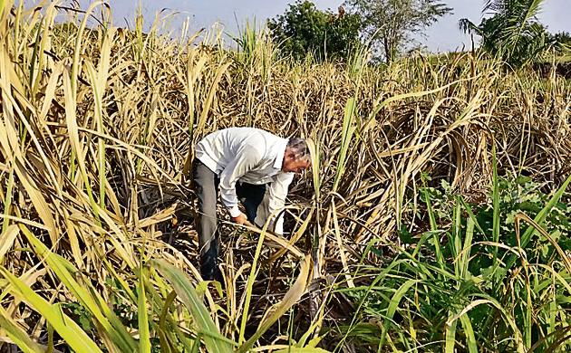 The 2018 data released by GSDA states that 13,984 villages in 252 tehsils in Maharashtra have showed groundwater depletion of more than one metre in September this year. (HT FILE PHOTO) The 2018 data released by GSDA states that 13,984 villages in 252 tehsils in Maharashtra have showed groundwater depletion of more than one metre in September this year. (HT FILE PHOTO)