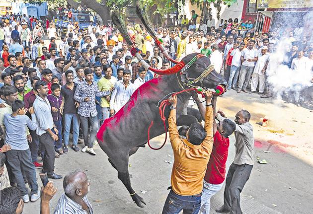 Men try to tame a decorated buffalo at Ganesh peth, Dudh Bhatti during ‘Sagar’, a tradition followed by the Gawli community on the occasion of Bhau Beej/Bhai Dooj­. It is a festival similar to Raksha Bandhan. (Pratham Gokhale/HT Photo) 