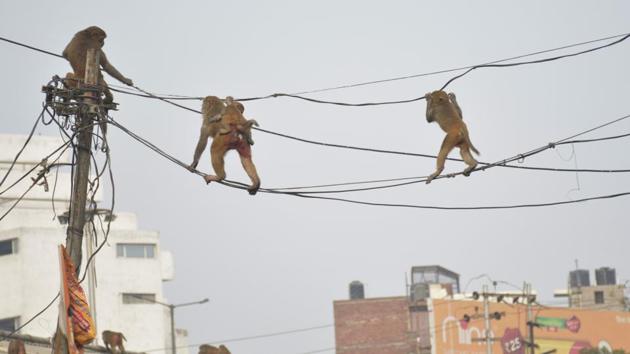 Residents said monkeys loot, snatch and attack people, particularly women and children in Agra.(Picture for representation)