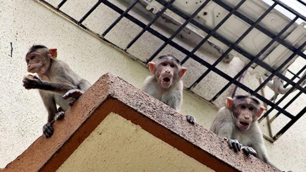 A monkey snatched a 12-day-old boy from his mother’s lap when she was feeding him and inflicted several injuries on his body leading to his death, in Runakata area of Agra on Monday night.(File Photo) A monkey snatched a 12-day-old boy from his mother’s lap when she was feeding him and inflicted several injuries on his body leading to his death, in Runakata area of Agra on Monday night.(File Photo)