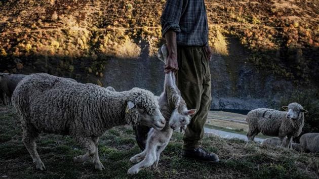 Meme carries a young sheep to guide its mother to safety. Like him there are about 1,000 shepherds left in France today. The life of solitary still attracts plenty of youngsters seeking a change, but few stay on beyond a couple of seasons. For him, the job is a lifetime vocation. “I can’t remember ever wanting to do anything else,” he says. (Jeff Pachoud / AFP)