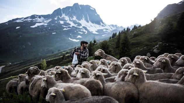 Black hair and green eyes, dressed in thick corduroy trousers, a sleeveless jacket and lumberjack shirt, 24-year-old looks every inch a shepherd. Every other morning, before releasing the sheep, he spreads salt over the rocks. The flock charges after the salt, making a thunderous noise full of bells and bleating. (Jeff Pachoud / AFP)