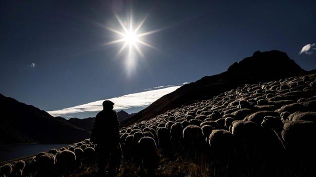 French shepherd Gaetan Meme, 24, herds a flock of sheep in the mountains near the Col du Glandon, in the French Alps. He sleeps fully dressed, dreading a midnight wolf attack on the flock of sheep penned in close by his hut, high up in the Alps. The green velvet mountains dotted with rocky outcrops between the Belledonne massif and the Maurienne valley, an idyllic playground for hikers, are his kingdom from June to October. (Jeff Pachoud / AFP)