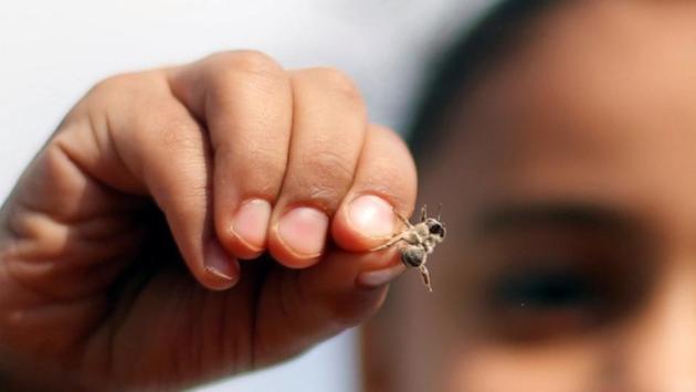 A girl patient holds one of the bees as she receives bee-sting treatment. The benefits of bee-sting therapy have not been scientifically proven, said Mahmoud Abdullatif, an experienced beekeeper and member of the Arab Federation of Beekeepers. (Amr Abdallah Dalsh / REUTERS) A girl patient holds one of the bees as she receives bee-sting treatment. The benefits of bee-sting therapy have not been scientifically proven, said Mahmoud Abdullatif, an experienced beekeeper and member of the Arab Federation of Beekeepers. (Amr Abdallah Dalsh / REUTERS)