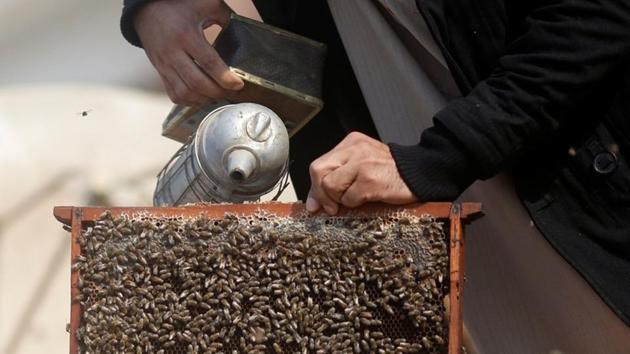 Abulhassan uses smoke to calm the bees used in the process of treatment. He believes bee stings can relieve pain and cure illnesses such as rheumatism. (Amr Abdallah Dalsh / REUTERS) Abulhassan uses smoke to calm the bees used in the process of treatment. He believes bee stings can relieve pain and cure illnesses such as rheumatism. (Amr Abdallah Dalsh / REUTERS)