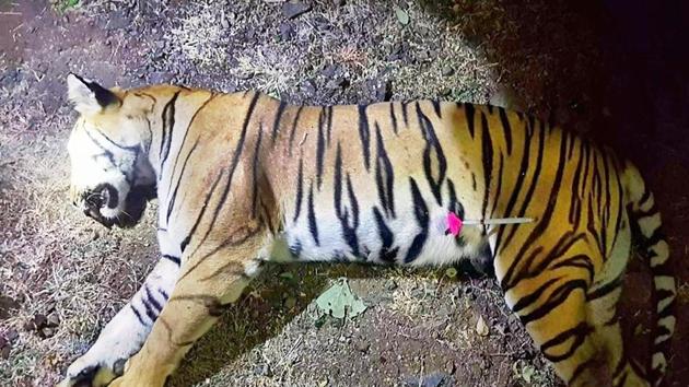 The orphaned cubs of man-eating tiger Avni killed in a state-sanctioned hunt have been spotted in a forest in Maharashtra and could be rescued and rehabilitated.(AFP)