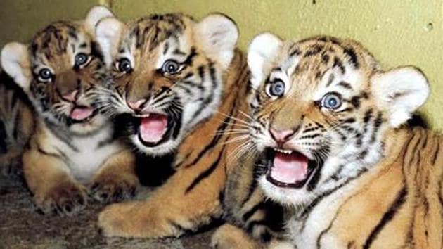 The Balharshah-Gondia passenger train ran over and killed the cubs — a male, female and another whose body was so mangled that its sex could not be determined — all from the same litter.(Picture for representation)