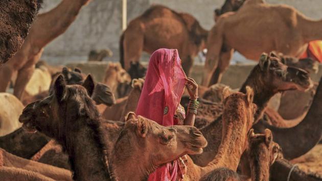 A woman in her traditional attire walks among a herd of camel during the annual Pushkar Camel Fair 2018, in Pushkar, Rajasthan. (PTI) A woman in her traditional attire walks among a herd of camel during the annual Pushkar Camel Fair 2018, in Pushkar, Rajasthan. (PTI)