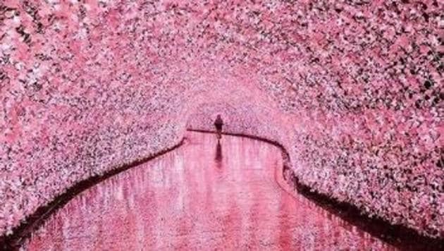 Travellers can experience the pink hues of cherry blossoms every Spring in Japan, while India can enjoy this gift of Nature in Autumn.(@wanderlust_world_tribe/ Instagram)