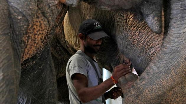 A handler feeds an elephant. Elizabeth Ritson, a tourist visiting the centre from Australia, said she was glad there was now a dedicated hospital for elephants in India. (Anushree Fadnavis / REUTERS) A handler feeds an elephant. Elizabeth Ritson, a tourist visiting the centre from Australia, said she was glad there was now a dedicated hospital for elephants in India. (Anushree Fadnavis / REUTERS)