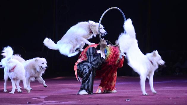 An artist performs a stunt with help of dogs at Rambo Circus in Mundhwa on Saturday. PT Dilip owned Erina Circus in 1989, then the Great Oriental Circus and Victoria Circus. Combining these three circuses, he set up the Rambo Circus. (RAVINDRA JOSHI/HT PHOTO) An artist performs a stunt with help of dogs at Rambo Circus in Mundhwa on Saturday. PT Dilip owned Erina Circus in 1989, then the Great Oriental Circus and Victoria Circus. Combining these three circuses, he set up the Rambo Circus. (RAVINDRA JOSHI/HT PHOTO)