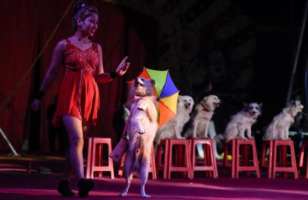 Rambo circus has represented India internationally in World Circus Day Celebration, 2011 at Monte Carlo and also presented a documentary on Indian circus history. (SANKET WANKHADE/HT PHOTO) Rambo circus has represented India internationally in World Circus Day Celebration, 2011 at Monte Carlo and also presented a documentary on Indian circus history. (SANKET WANKHADE/HT PHOTO)