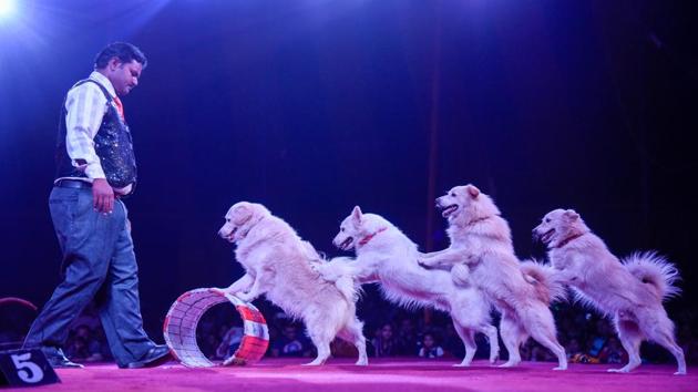 An artist assisting dogs to perform an act at the Rambo circus in Mundhwa on Saturday. (SANKET WANKHADE/HT PHOTO) An artist assisting dogs to perform an act at the Rambo circus in Mundhwa on Saturday. (SANKET WANKHADE/HT PHOTO)