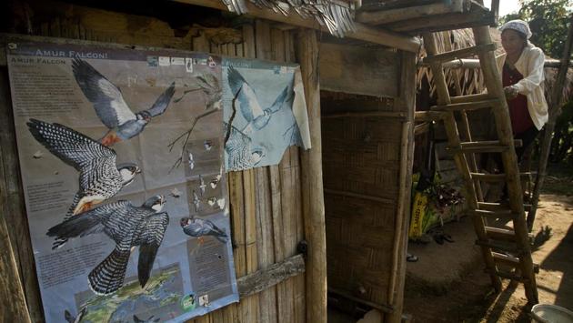 A Lotha Naga woman climbs a ladder beside a poster creating awareness about Amur falcons at Pangti village. When the birds began migrating to the area around 2000, villagers sold four for 100 rupees. Later they charged the same for half as many birds. (Anupam Nath / AP) A Lotha Naga woman climbs a ladder beside a poster creating awareness about Amur falcons at Pangti village. When the birds began migrating to the area around 2000, villagers sold four for 100 rupees. Later they charged the same for half as many birds. (Anupam Nath / AP)