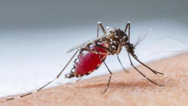 India reported almost 3 million fewer malaria cases in 2017, a 24% decrease over the previous year, while cases increased worldwide from 219 million to 217 million, according to the World Malaria Report 2018.(Parveen Kumar/Hindustan Times)