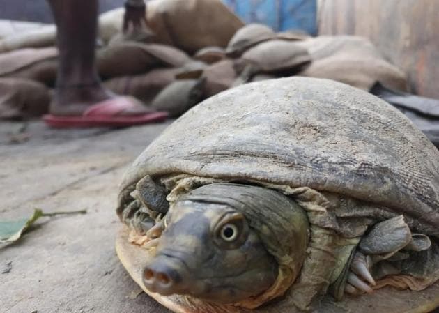 These turtles were not collected by the smugglers in a day, but over weeks or months, and were kept in poor conditions, said those taking care of them at Kukrail.(Sourced)