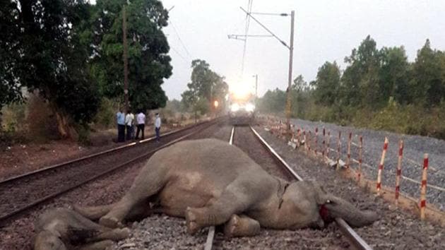 An elephant was killed on Wednesday morning when the Guwahati-Dibrugarh Intercity Express hit a herd crossing the railway track in Titabor of Assam’s Jorhat district.(HT File Photo/Representational Image)