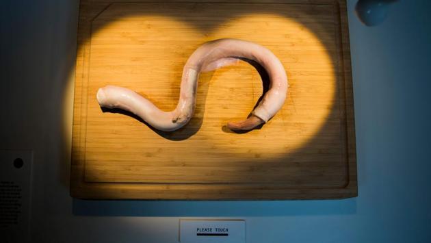 Many of the dishes are freshly prepared and visitors are encouraged to poke and prod some of them, and of course have a taste -- museum staff make sure nobody leaves without trying at least one item. The bull’s penis (pictured) -- an aphrodisiac in China -- is a hard one to resist for many curious onlookers. (Jonathan Nackstrad / AFP) Many of the dishes are freshly prepared and visitors are encouraged to poke and prod some of them, and of course have a taste -- museum staff make sure nobody leaves without trying at least one item. The bull’s penis (pictured) -- an aphrodisiac in China -- is a hard one to resist for many curious onlookers. (Jonathan Nackstrad / AFP)