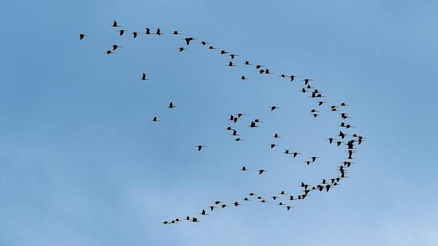A flock of birds flies over the Kodiakarai coast after cyclone Gaja which left a trail of destruction, at Vedaranyam in Nagapattinam district, Tamil Nadu on November 22, 2018. (R Senthil Kumar / PTI) A flock of birds flies over the Kodiakarai coast after cyclone Gaja which left a trail of destruction, at Vedaranyam in Nagapattinam district, Tamil Nadu on November 22, 2018. (R Senthil Kumar / PTI)