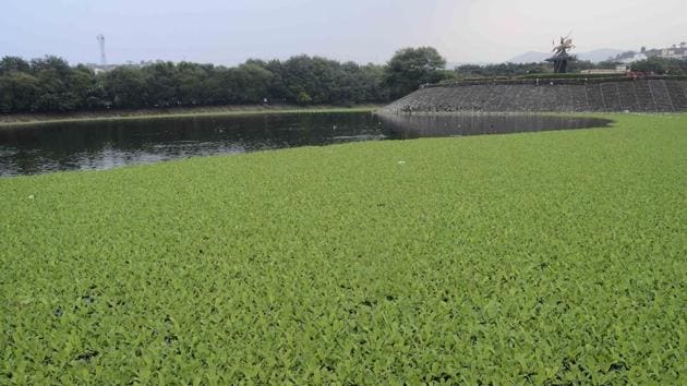 The Katraj lake is under thick cover of water hyacinth indicating its high pollution level.(RAVINDRA JOSHI/HT PHOTO)