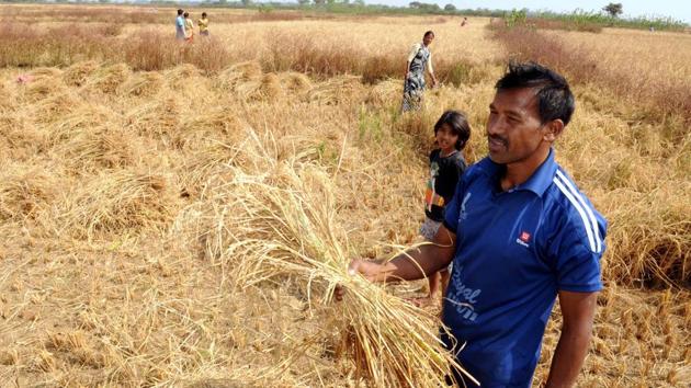 Compared to 2014-15 and 2015-16 (the immediate preceding years when two older crop insurance schemes were in force), premiums shot up nearly 348% – from about Rs 10,560 crore to about Rs 47,408 crore.(Diwakar Prasad/ HT Photo)