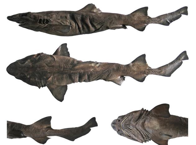 The Pygmy false catshark is currently known only from deep waters (200-1000m depth) and has a length of about 65cm.(K V Akhilesh/CMFRI)