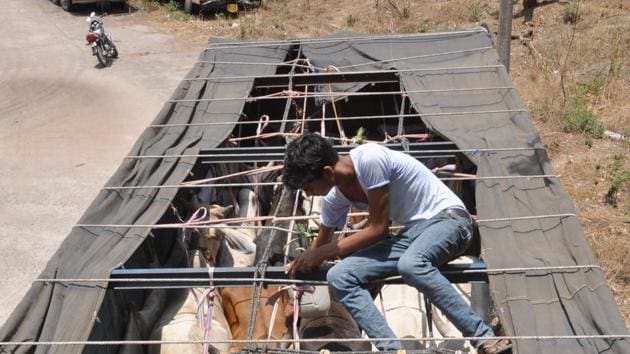 VHP has also directed its members to keep vigil on cow smuggling in their respective area and help police in checking the menace(HT File Photo)