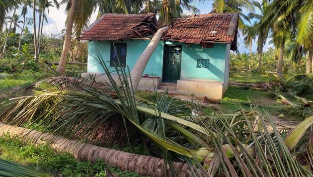 A fallen coconut tree due to the cyclone Gaja seen in Anaikkadu of Thanjavur district, Tamil Nadu.(HT Photo)