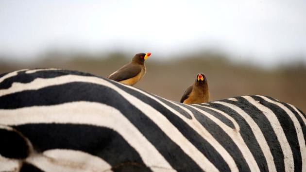Birds sit on the back of a zebra in the Nairobi National Park, near Nairobi, Kenya. (Baz Ratner / REUTERS) Birds sit on the back of a zebra in the Nairobi National Park, near Nairobi, Kenya. (Baz Ratner / REUTERS)