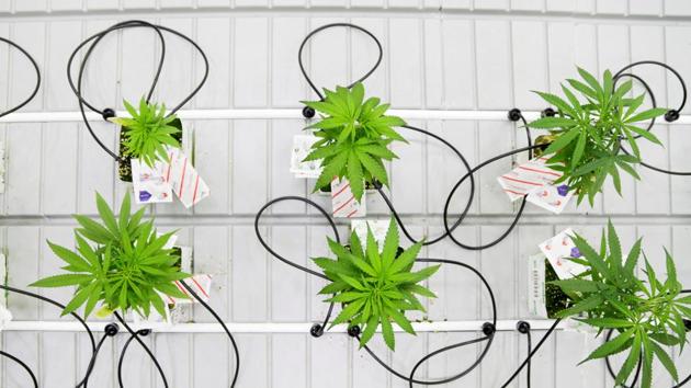 Small marijuana plants grow in a lab at the new Commercial Cannabis Production Program at Niagara College in Niagara-on-the-Lake, Ontario, Canada, October 9, 2018. Picture taken October 9, 2018.(Reuters)