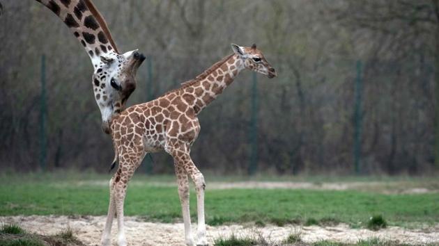 Newborn giraffe Ella and her mother Amalka at their enclosure at Berlin’s Tierpark zoo. (Paul Zinken / dpa / AFP) Newborn giraffe Ella and her mother Amalka at their enclosure at Berlin’s Tierpark zoo. (Paul Zinken / dpa / AFP)