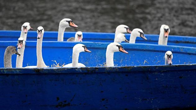 Swans are seen in a boat after they were caught at Hamburg’s inner city lake Alster by Olaf Niess and his team to bring them in their winter quarters in Hamburg, Germany. (Fabian Bimmer / REUTERS) Swans are seen in a boat after they were caught at Hamburg’s inner city lake Alster by Olaf Niess and his team to bring them in their winter quarters in Hamburg, Germany. (Fabian Bimmer / REUTERS)