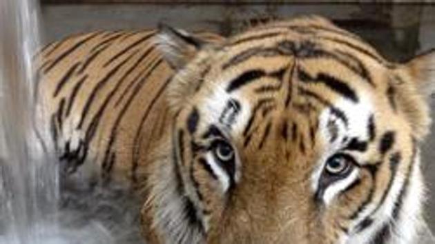 Over 20 people have lost their lives in tiger attacks near the PTR since last year(File Photo)